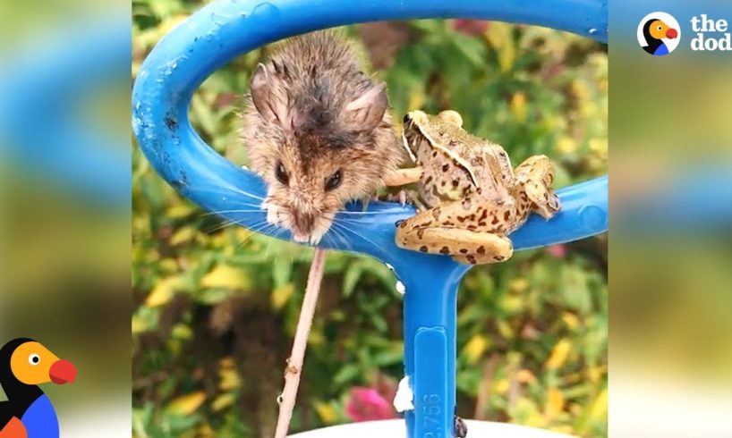Frog and Mouse Rescued from Pool Drain Huddled Together | The Dodo