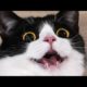 Funniest Animals - Awesome Funny Animals' Life Videos ?- Funniest Animals Ever 2020