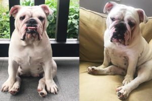 Funniest Cute Bulldogs Jasmin & Delfina - Funny Pets and Dogs Compilation 2020