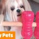 Funniest Cute Pets | Funny Pet Videos