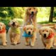 Funniest & Cutest Golden Retriever Puppies - Baby Animals Funny Compilation