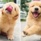 Funniest & Cutest Golden Retriever Puppies  ?? Funny Puppy Videos 2020