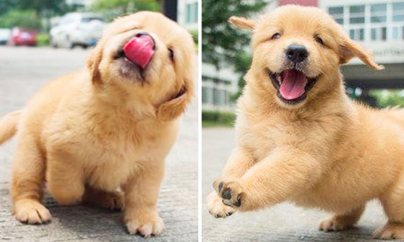 Funniest & Cutest Golden Retriever Puppies  ?? Funny Puppy Videos 2020