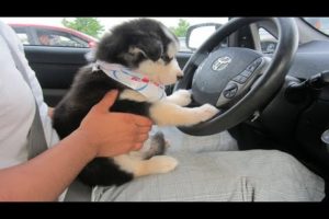 Funniest & Cutest Husky Puppies - Funny Puppy Videos 2020