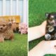 ❤️Funniest & Cutest Puppies video!!! ❤️ #1