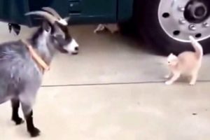 Funny Animal Fights | Funny Pet fights Videos