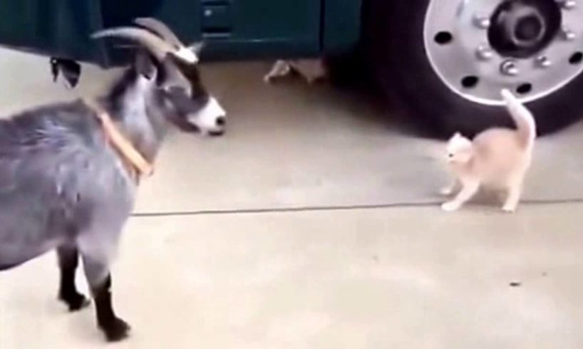 Funny Animal Fights | Funny Pet fights Videos