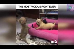 Funny Animal Fights | Весёлые Драки животных 2020