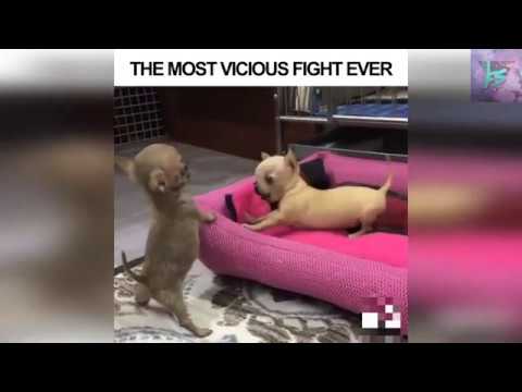 Funny Animal Fights | Весёлые Драки животных 2020