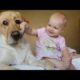 Funny Animals ???video Trolling Babies