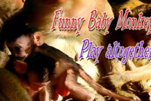 Funny Baby Monkeys Playing Altogether | WildLife Animals