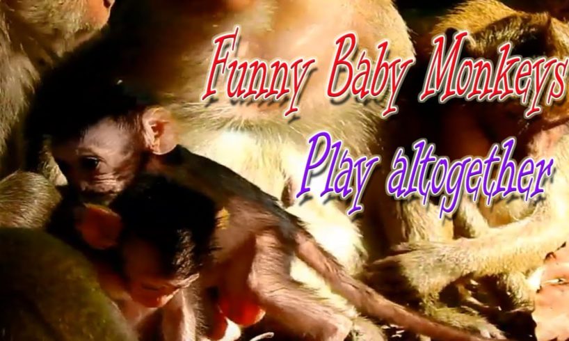 Funny Baby Monkeys Playing Altogether | WildLife Animals