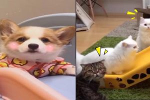 Funny Cats And Dogs  Playing on Slides | Funny Animals' Life Videos 2020