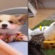 Funny Cats And Dogs  Playing on Slides | Funny Animals' Life Videos 2020