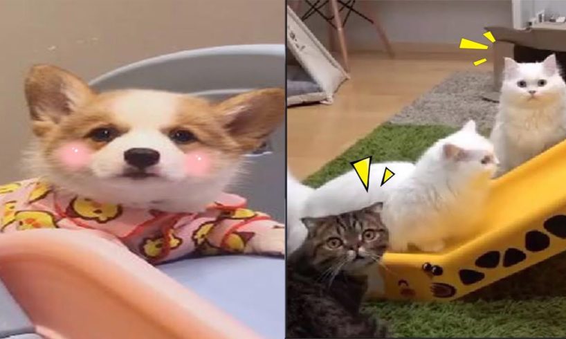 Funny Cats And Dogs  Playing on Slides | Funny Animals' Life Videos 2020