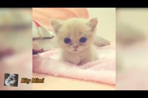 Funny Cute Cats,Kitten And Cute cats playing #3