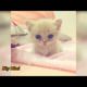 Funny Cute Cats,Kitten And Cute cats playing #3