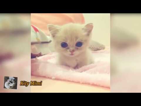 Funny Cute Cats,Kitten And Cute cats playing #3