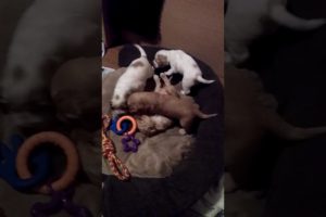 Funny Cute puppies play fighting