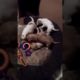 Funny Cute puppies play fighting