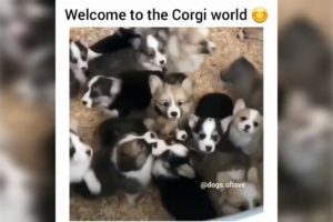 Funny DOGS And PUPPIES Videos From Instagram|IG - Funniest and cutest puppies. Dogs are amazing