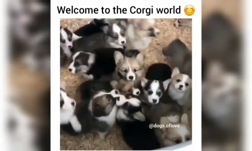 Funny DOGS And PUPPIES Videos From Instagram|IG - Funniest and cutest puppies. Dogs are amazing