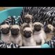 Funny Dog‎‏ Baby Dogs Cute And Funny Dog Videos  Cutest Puppies In The World 2020