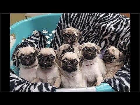 Funny Dog‎‏ Baby Dogs Cute And Funny Dog Videos  Cutest Puppies In The World 2020