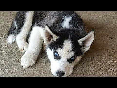 Funny Dog‎‏ Cute Dog Vine Compilation 2020 Cutest Puppies Ever Videos Puppies