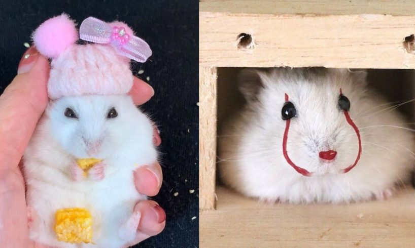 Funny Hamsters Videos Compilation #5 | Cute and Funny moments of the animals - Cute TV