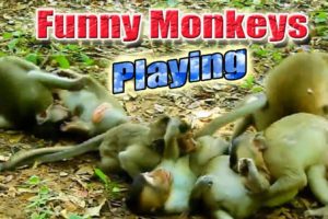 Funny Monkeys Playing as a Group | Wildlife animals