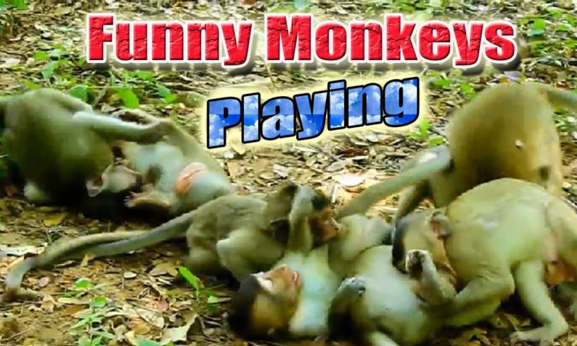 Funny Monkeys Playing as a Group | Wildlife animals