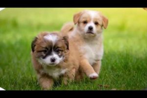 Funny & Cute Puppies – Cuteness Competition 2019