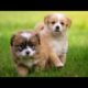 Funny & Cute Puppies – Cuteness Competition 2019