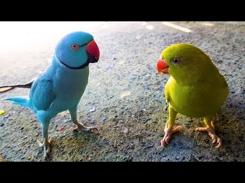 Funny and Cute Animals videos 2019 - try not to laugh compilation