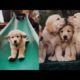 Funny and Cute Golden Retriever Puppies Compilation #2 - Cutest Golden Retriever