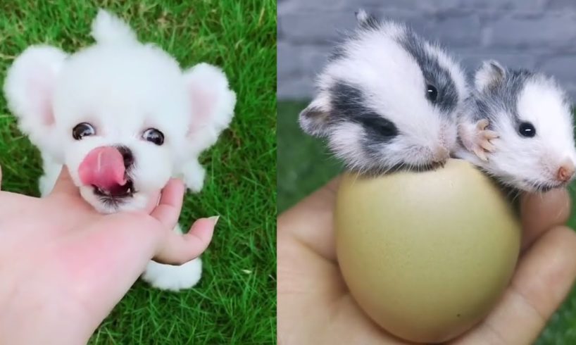 Funny and Cute Puppies Video #14 | Mini Pomeranian | Cutest Animals 2020 | Aha TV