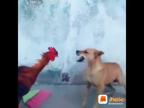 Funny animal fight