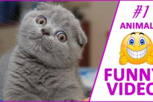 Funny kittens, puppies | Cute Pets And Funny Animals Compilation #1  | Funny Video