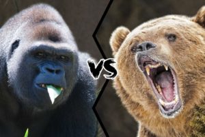 GRIZZLY BEAR VS WESTERN GORILLA - Who would win a fight?