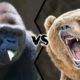 GRIZZLY BEAR VS WESTERN GORILLA - Who would win a fight?