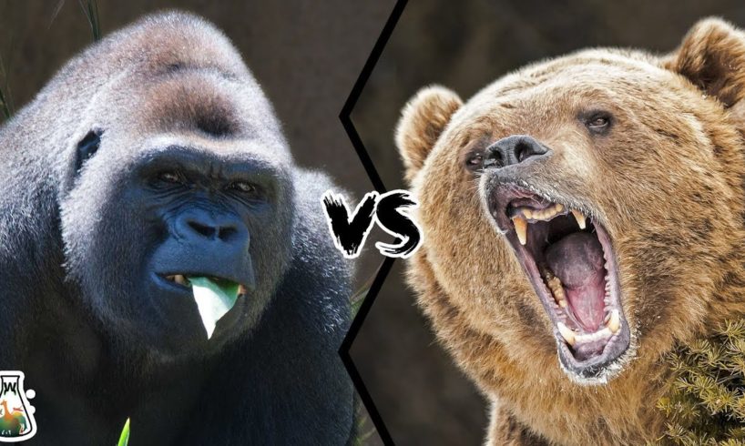 gorilla vs ape