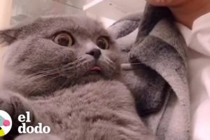 Gatos no saben como reaccionar a sus dueños con filtros de gatos | El Dodo