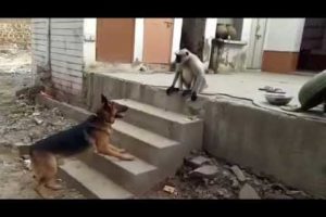 German Shepherd Dog And Baboon Monkey Funny Fighting Animal Compilation 2020 video | Animal planet