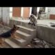 German Shepherd Dog And Baboon Monkey Funny Fighting Animal Compilation 2020 video | Animal planet