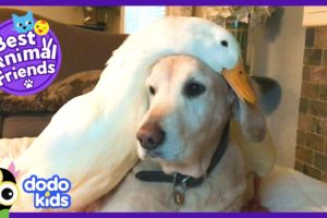 Golden Retriever Dog Loves His Duck Best Friend | Animal Videos For Kids | Dodo Kids