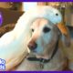 Golden Retriever Dog Loves His Duck Best Friend | Animal Videos For Kids | Dodo Kids
