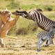 Great! Mother Zebra Save Her Newborn From Lion - Giraffe vs Lion Animal Real Fights