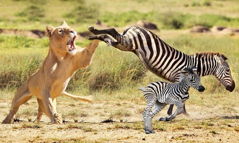 Great! Mother Zebra Save Her Newborn From Lion - Giraffe vs Lion Animal Real Fights