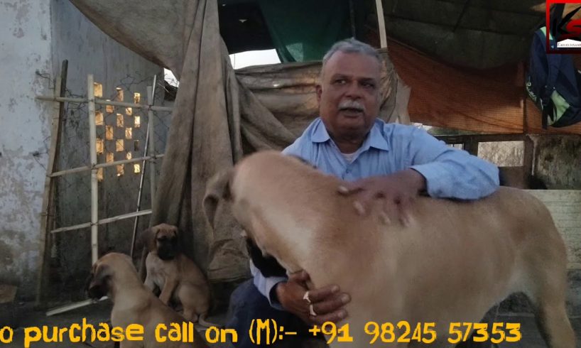 Greate Dane's Cute Puppies at Dog World Sabarmati Ahmedabad Gujarat 9167227642